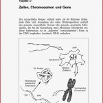 Kapitel 9 Zellen Chromosomen Und Gene
