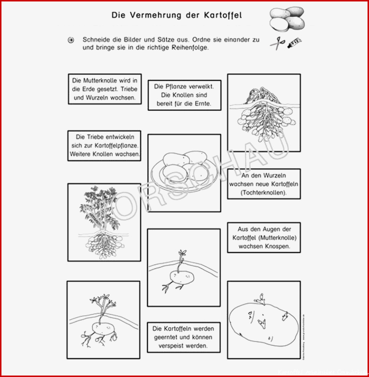 Kartoffel Werkstatt für Grundschule