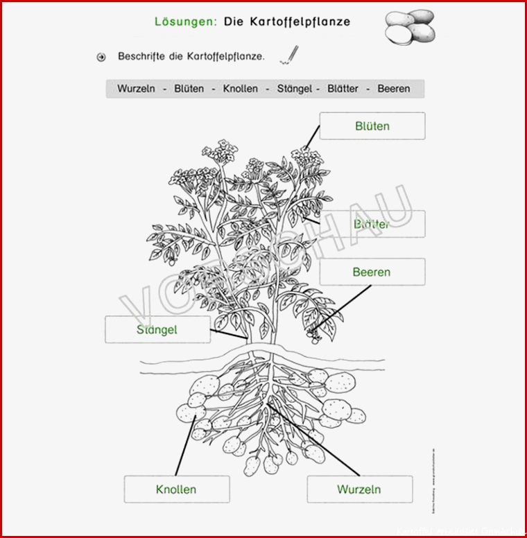 Kartoffel Werkstatt für Grundschule