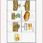 Kartoffel Werkstatt Für Grundschule