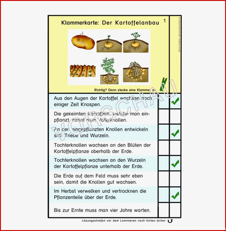 Kartoffel Werkstatt für Grundschule