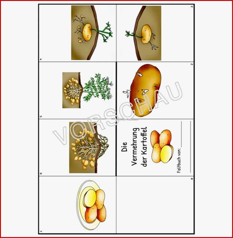 Kartoffel Werkstatt Für Grundschule