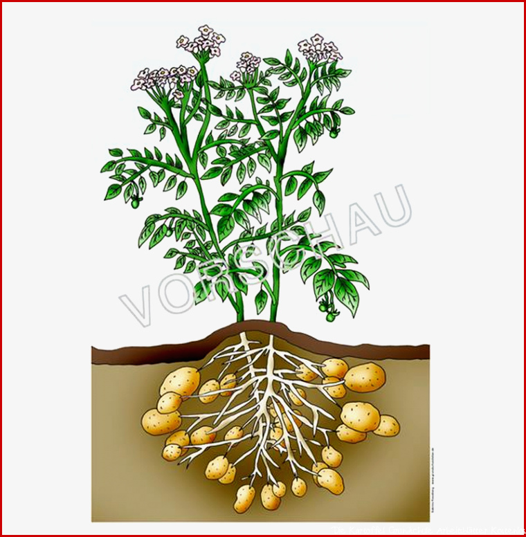 Kartoffel Werkstatt für Grundschule