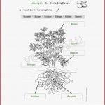 Kartoffel Werkstatt Für Grundschule