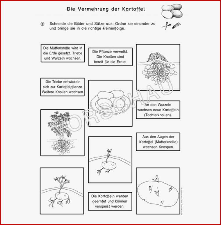 Kartoffel Werkstatt Für Grundschule