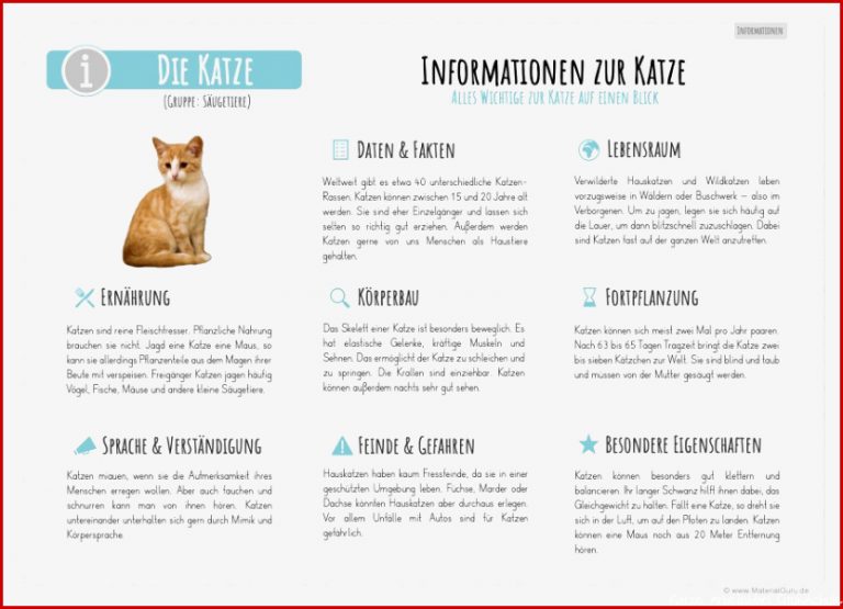 Katze Skelett Arbeitsblatt