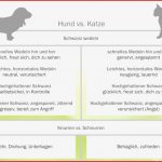 Katze Wedelt Mit Rute Beim Streicheln Information Online