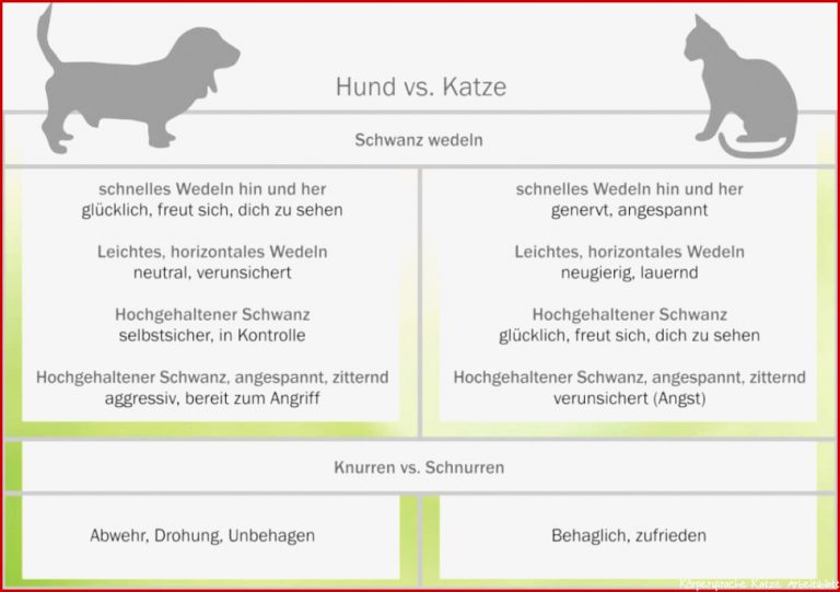 Katze Wedelt Mit Rute Beim Streicheln Information Online