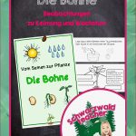 Keimung Bohne Arbeitsblatt Anika Brinn Grundschule