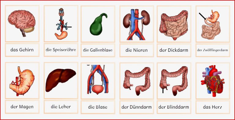 Kerstins Krabbelwiese Der Menschliche Körper