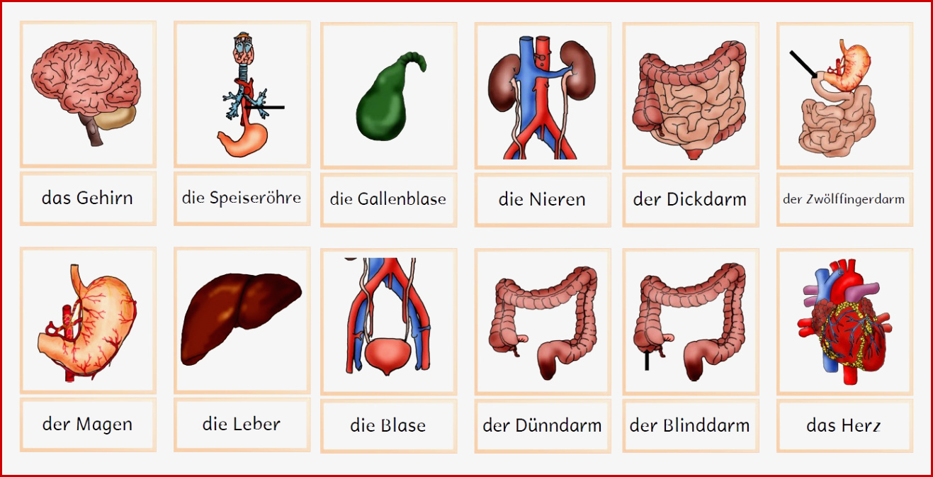 Kerstins Krabbelwiese Der Menschliche Körper