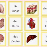 Kerstins Krabbelwiese Der Menschliche Körper