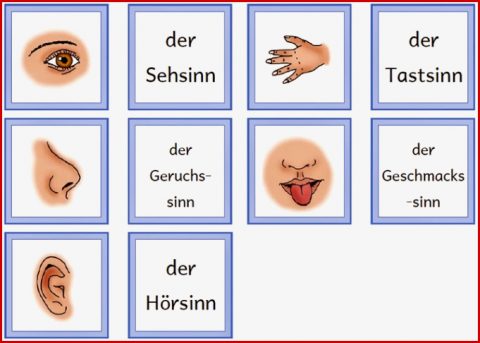 Kerstins Krabbelwiese Der Menschliche Körper