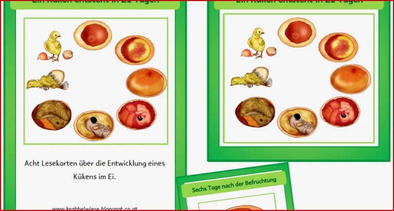 Kerstins Krabbelwiese Entwicklung Des Kükens Im Ei