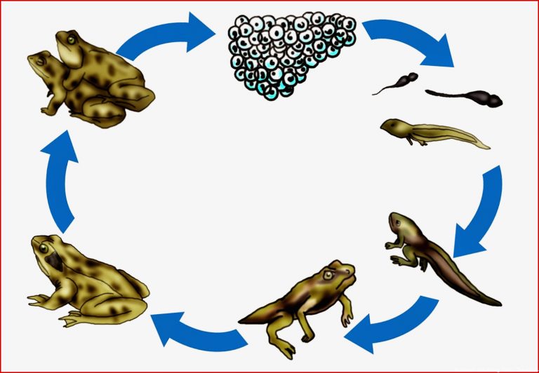 Kerstins Krabbelwiese Frosch