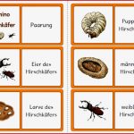 Kerstins Krabbelwiese Hirschkäfer