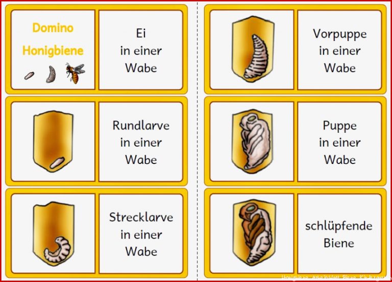 Kerstins Krabbelwiese Honigbiene