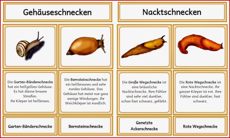 Kerstins Krabbelwiese Materialien Zum thema Schnecken