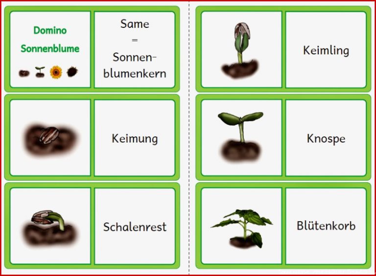 Kerstins Krabbelwiese Sonnenblume