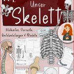 Klasse Skelett Arbeitsblatt Kostenlos Stephen Scheidt Schule