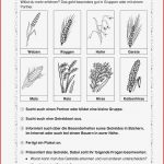 Klassenarbeit Sachkunde 3 Klasse Getreide Arbeitsblätter