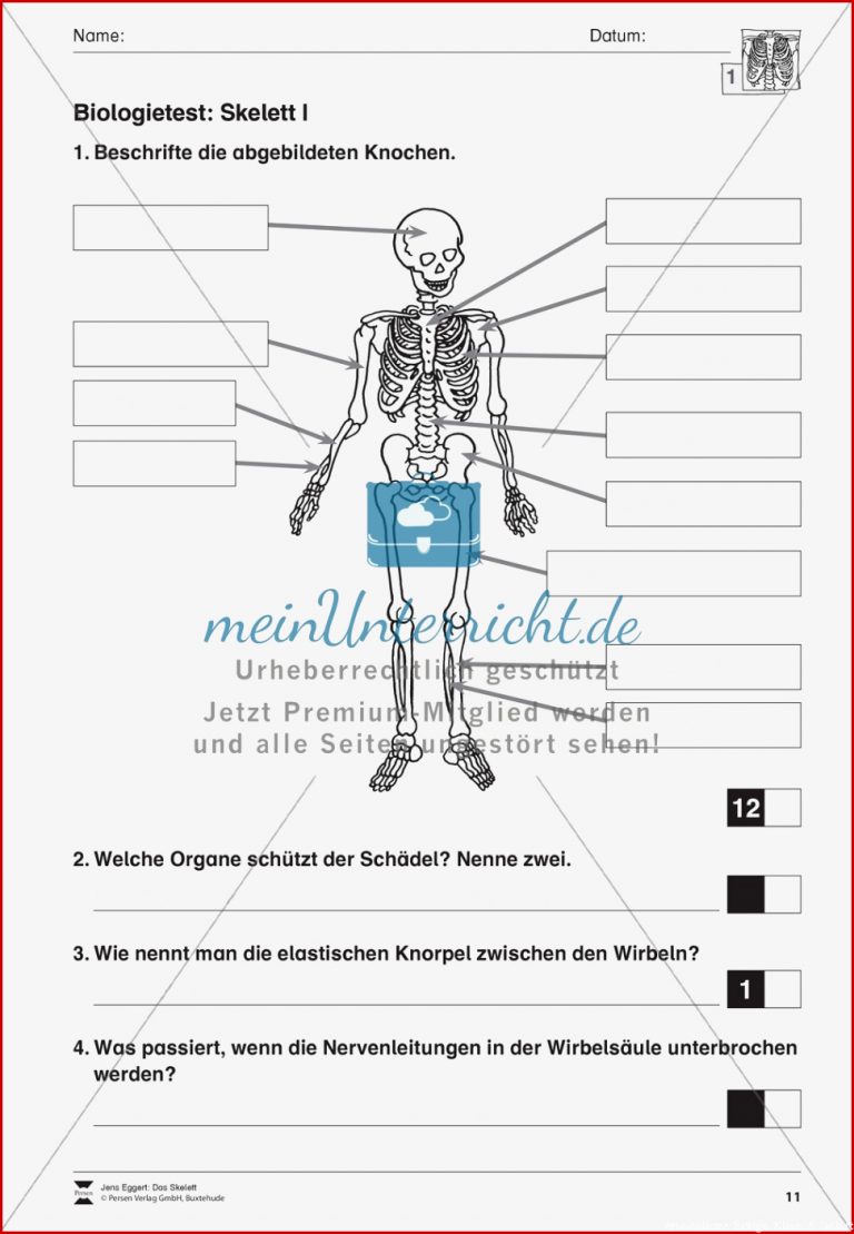 Klassenarbeit Skelett 3