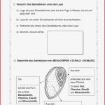 Klett Arbeitsblätter Biologie Kostenlos