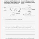 Klett Arbeitsblätter Biologie Worksheets