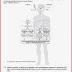 Klett Arbeitsblätter Biologie Worksheets