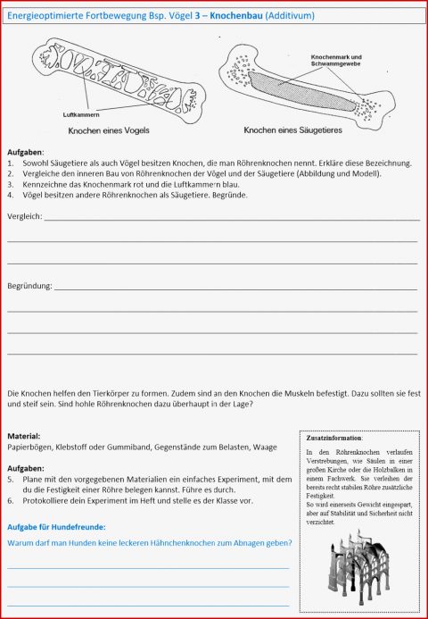 Knochenbau