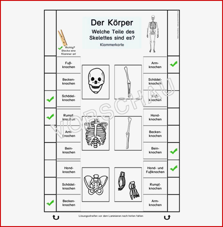 Körper Werkstatt Für Grundschule