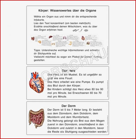 Körper Werkstatt Für Grundschule