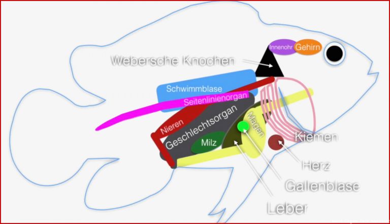 Körperaufbau Eines Fisches