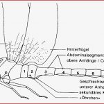 Körperbau Der Libelle