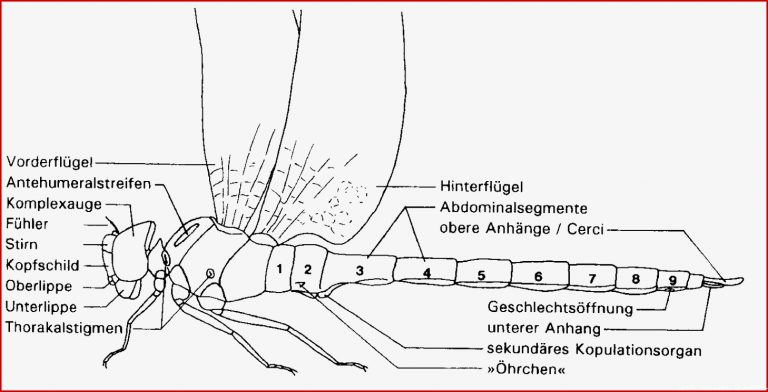 Körperbau Der Libelle