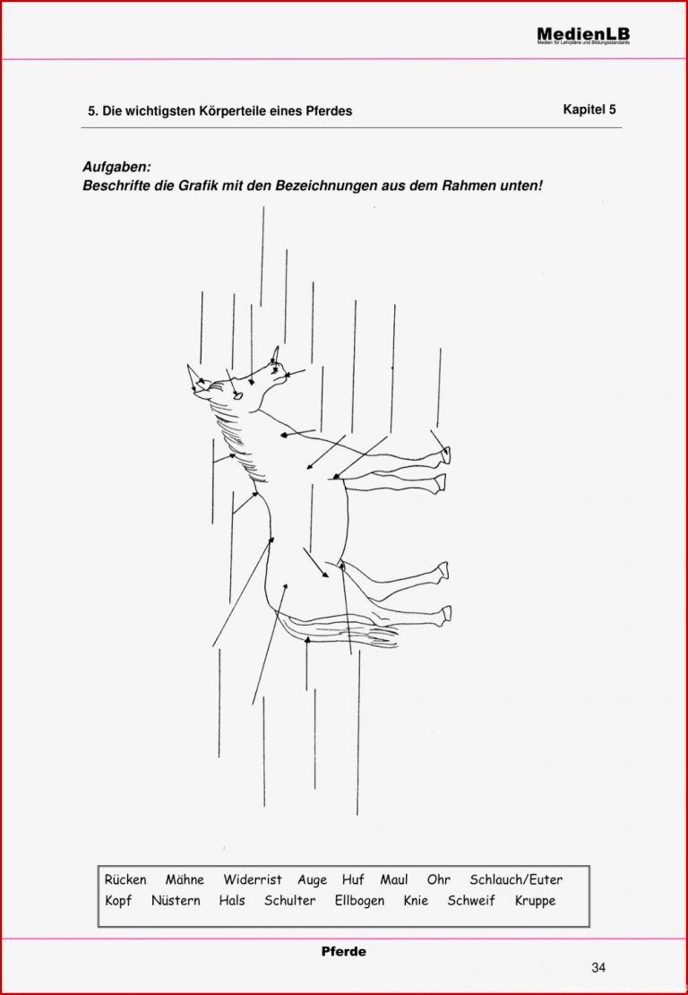 Körperbau Des Pferdes – Unterrichtsmaterial Im Fach