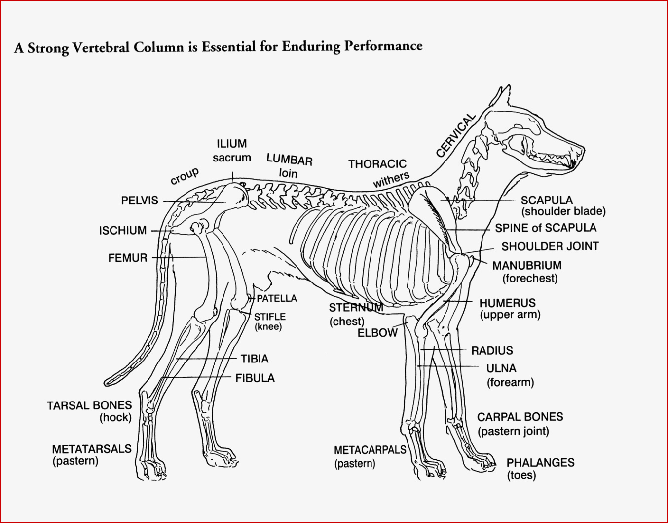 Körperbau Hund Skelett