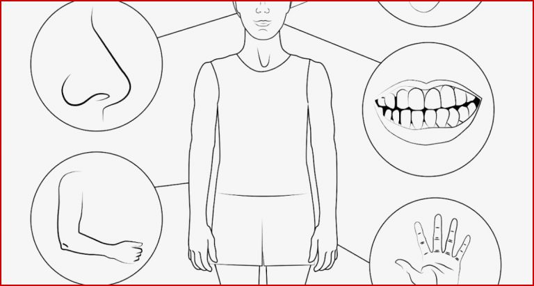 Körperteile Arbeitsblätter Mein Körper Kindergarten