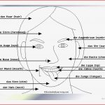 KÖrperteile Arbeitsblatt Free Esl Projectable Worksheets