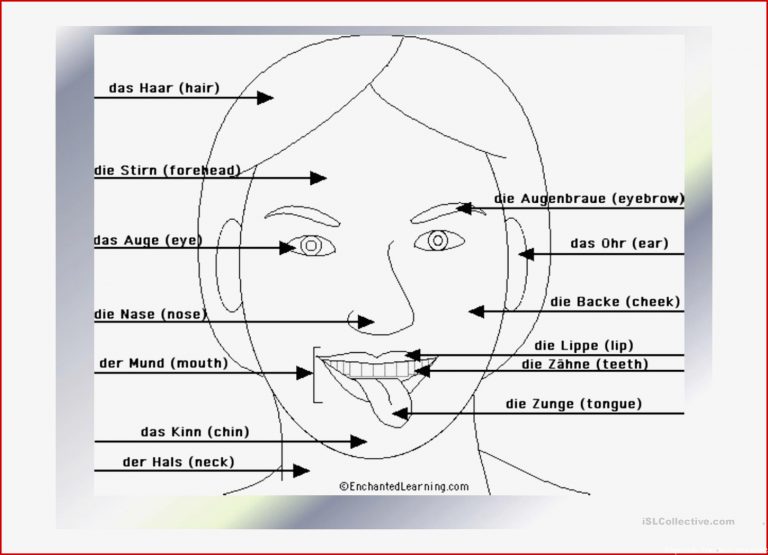 KÖrperteile Arbeitsblatt Free Esl Projectable Worksheets