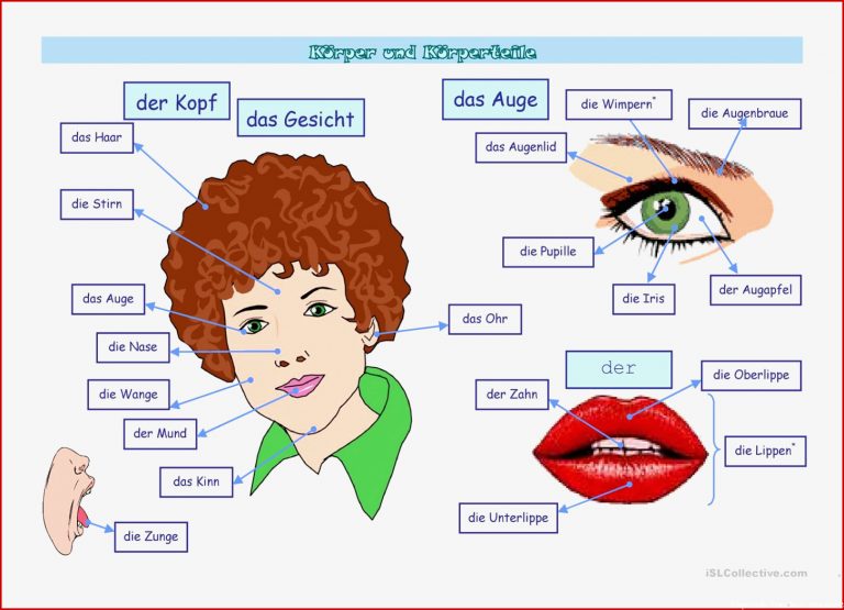 Körperteile Bildwörterbuch Arbeitsblatt Kostenlose Daf