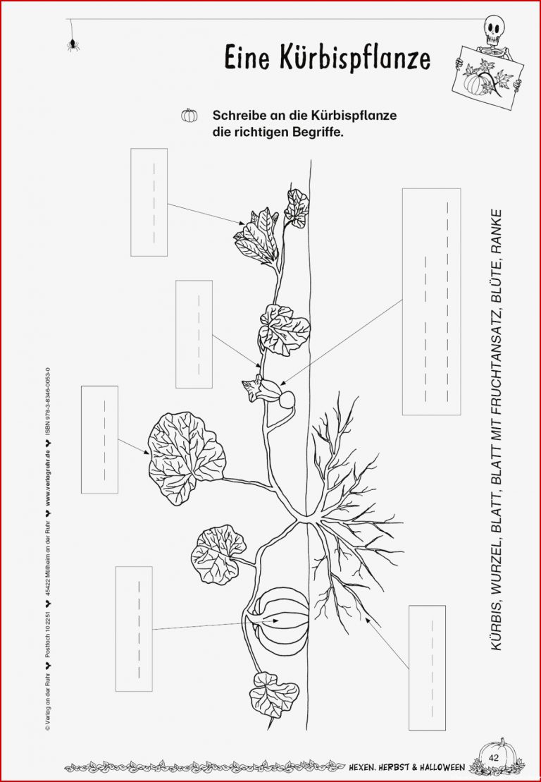 Kopiervorlage "eine Kürbispflanze"