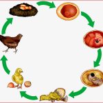 Krabbelwiese Huhn Und Ei