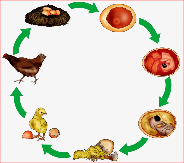Krabbelwiese Huhn und Ei