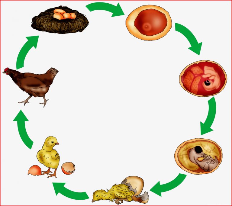 Krabbelwiese Huhn Und Ei