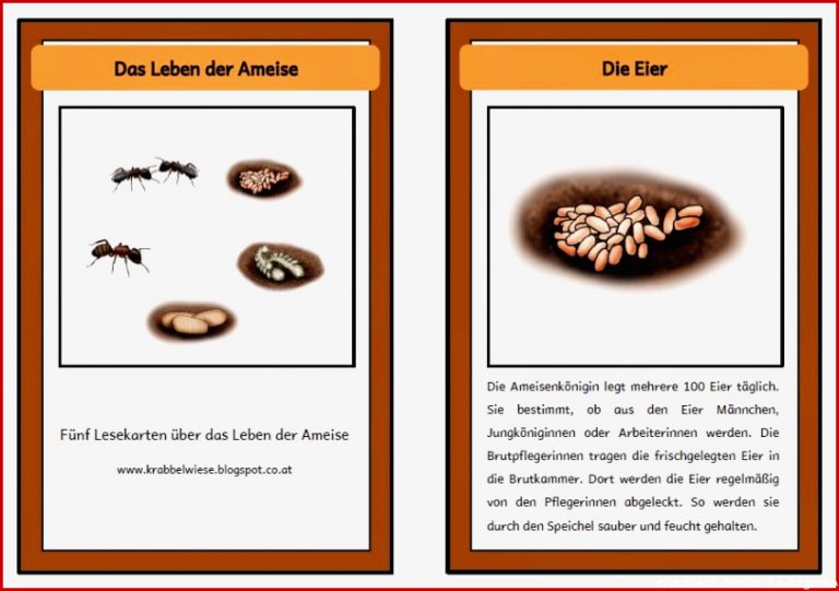 Krabbelwiese Im Ruhemodus Ameise