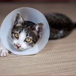 Krankenversicherung Für Katzen Test Hund & Katze
