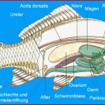 Kuchen Backofen Anatomie Fisch