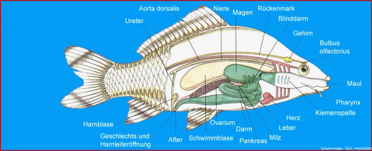 Kuchen backofen Anatomie Fisch