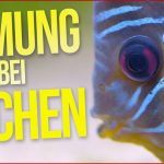 Kuchen Backofen atmung Der Fische